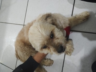 Ajude na cirurgia do meu cachorrinho